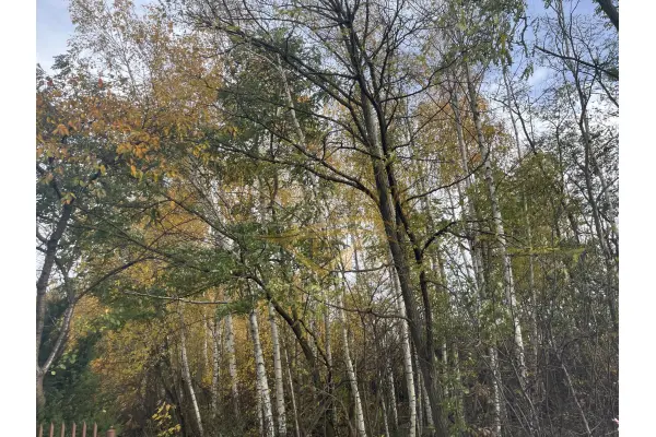 grodziski, Grodzisk Mazowiecki, Książenice, Na biznes , inwestycje znakomity dojazd