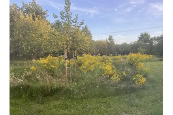 grodziski, Jaktorów, Dom na wsi , duża działka