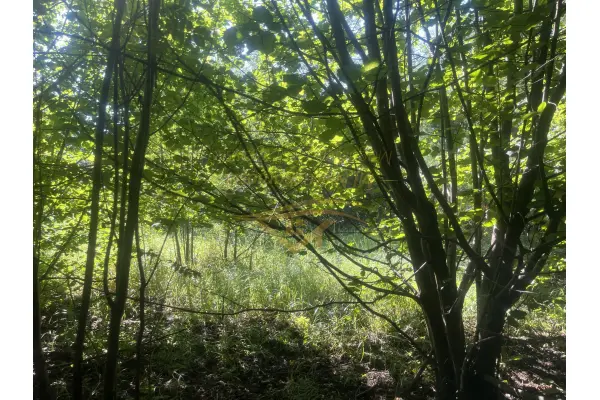 żyrardowski, Radziejowice, USŁUGOWA , BLISKO S8