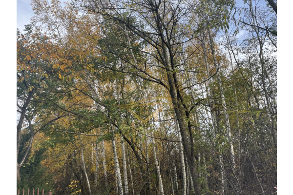 grodziski, Grodzisk Mazowiecki, Książenice, Na biznes , inwestycje znakomity dojazd